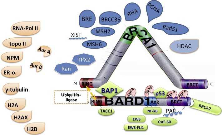 Proteins interacting with the BARD1-BRCA1 complex or BARD1.jpg